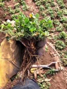 Holding up parent alfalfa plant
