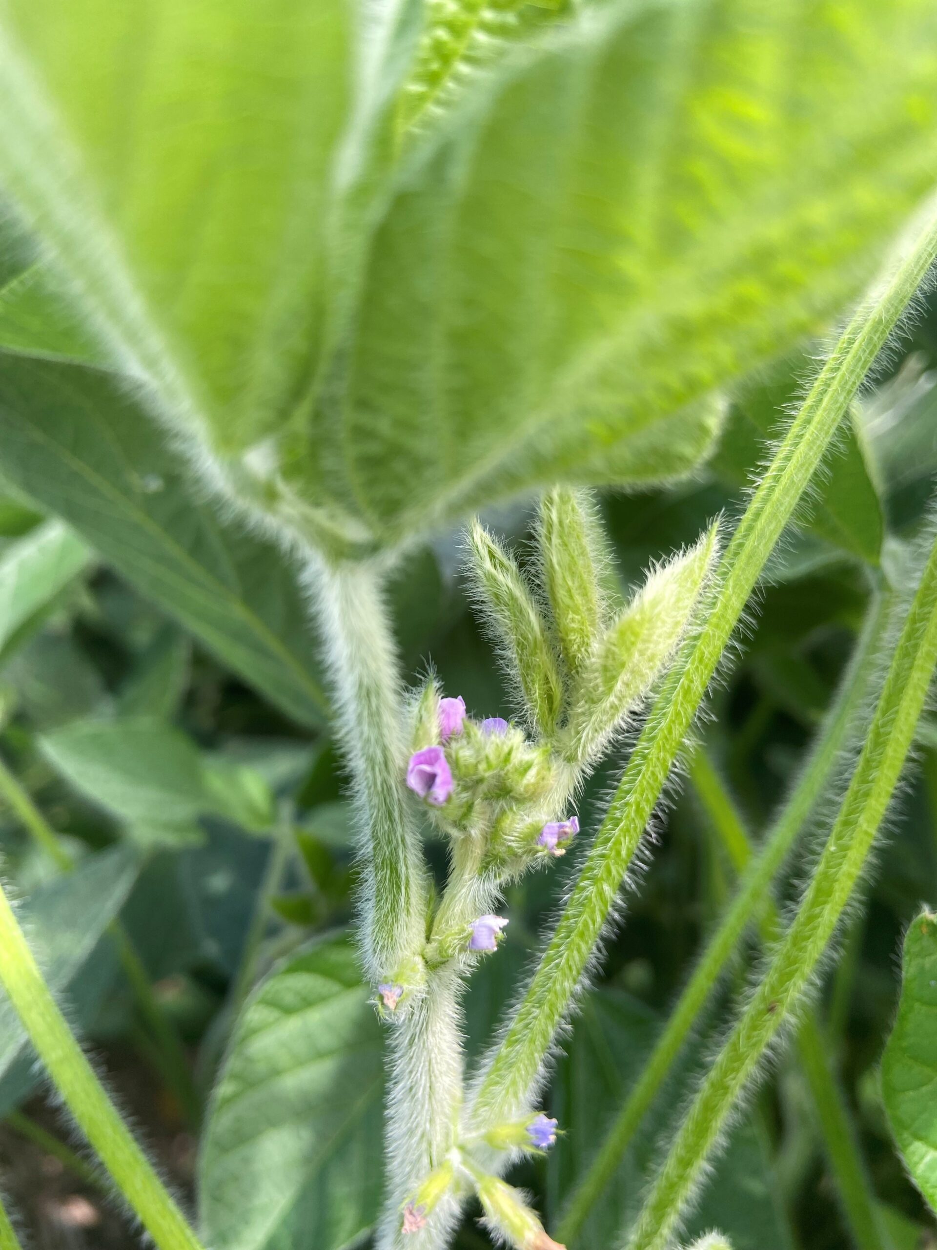 Soybean Flower