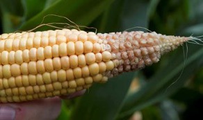 drought corn
