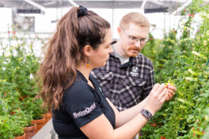 Two Legacy Seeds team members carefully examining alfalfa plants inside a greenhouse, evaluating flowering specimens among rows of potted breeding material.